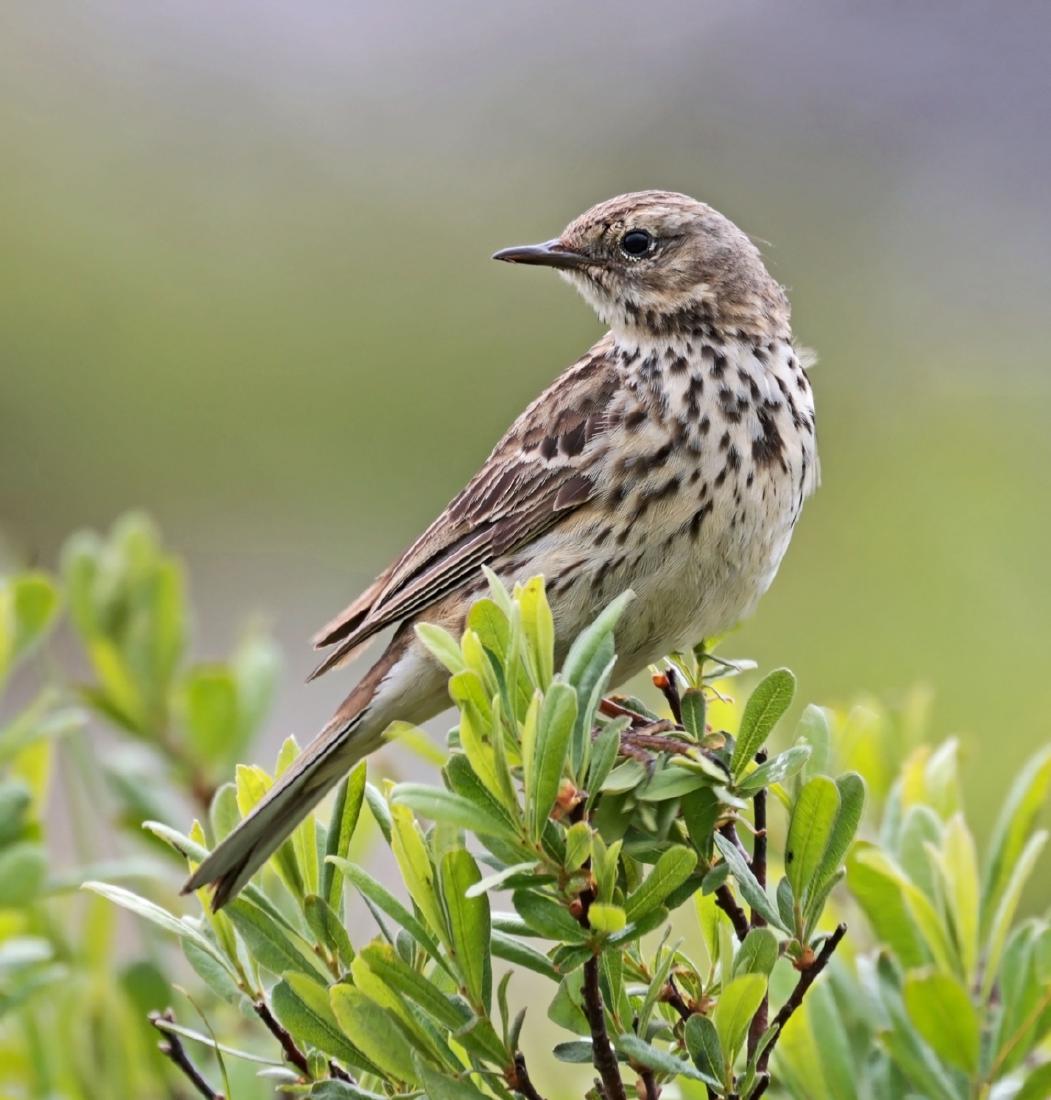 Meadow Pipit - Dene Carter