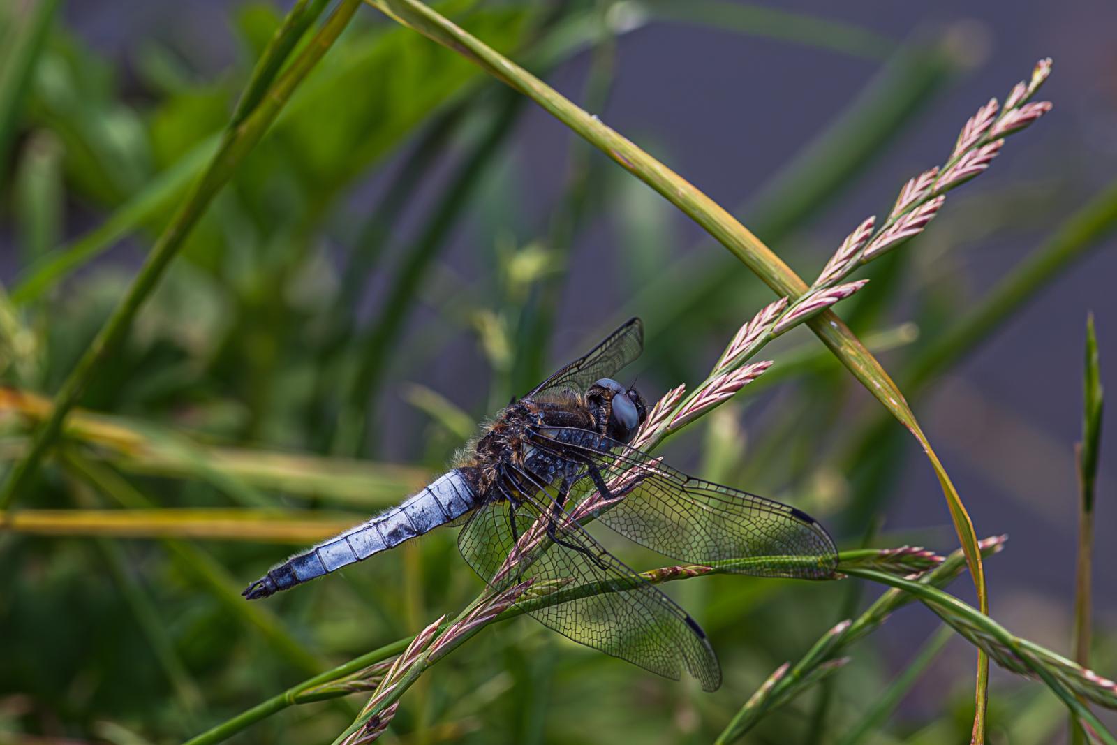 Scarce Chaser - Peter Freeman