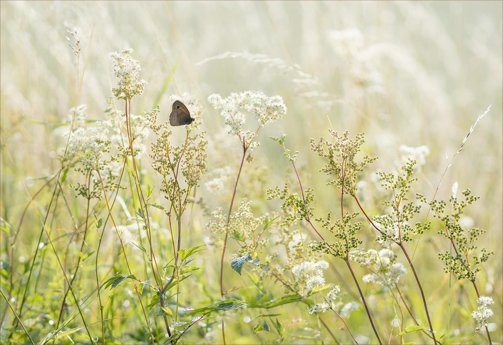 Butterfly Haven - Kate Jackson
